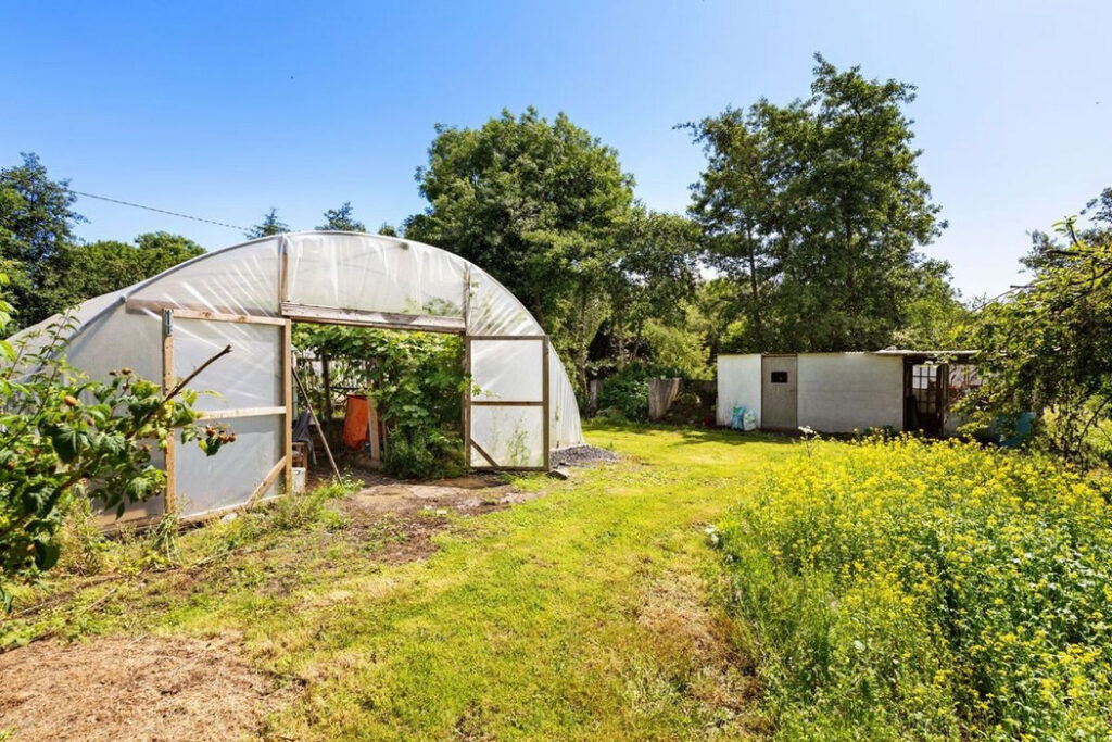 Mill house with the “best water in Ireland” at a great price 8 polytunnel 1