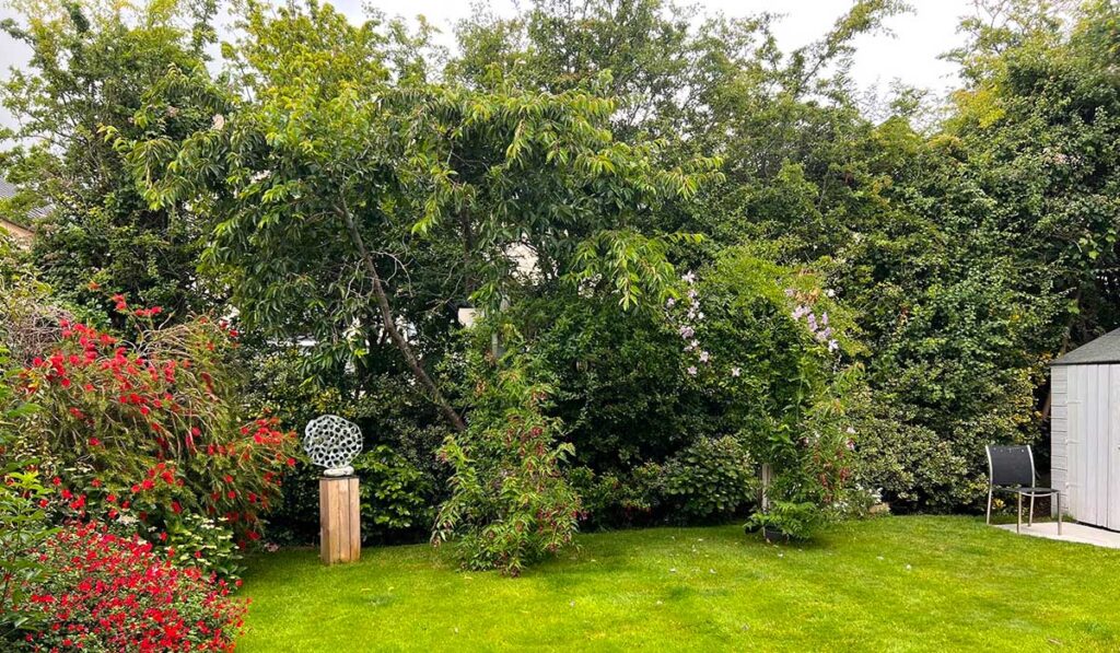 Joanna Donnelly's garden. Pic: Supplied