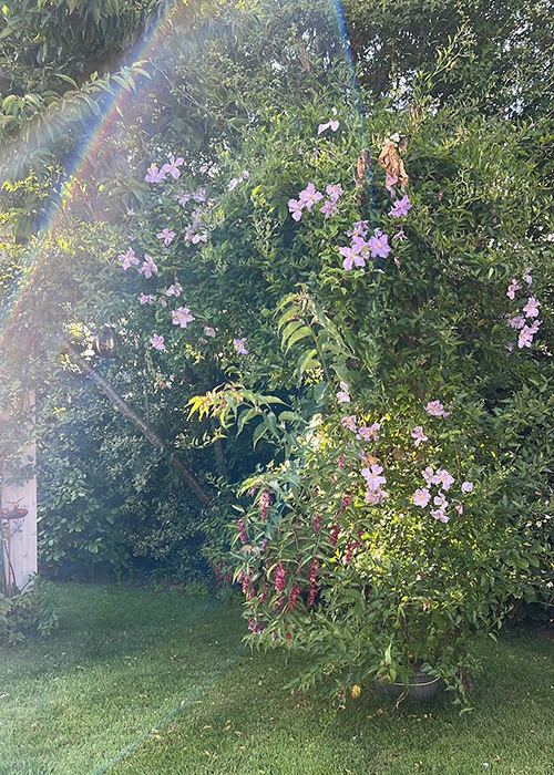 Joanna Donnelly's garden. Pic: Supplied
