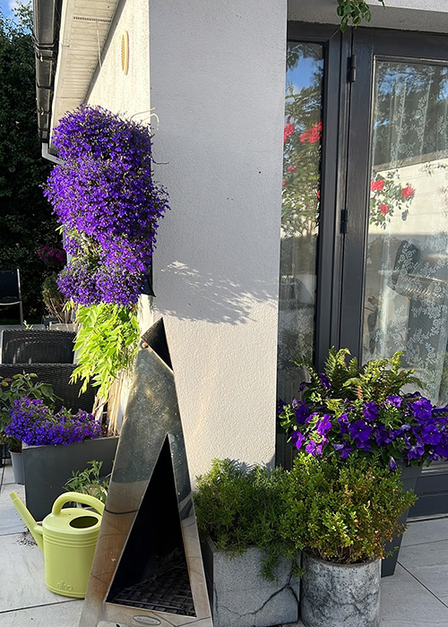 Joanna Donnelly's garden. Pic: Supplied
