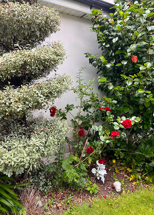 Joanna Donnelly's garden. Pic: Supplied