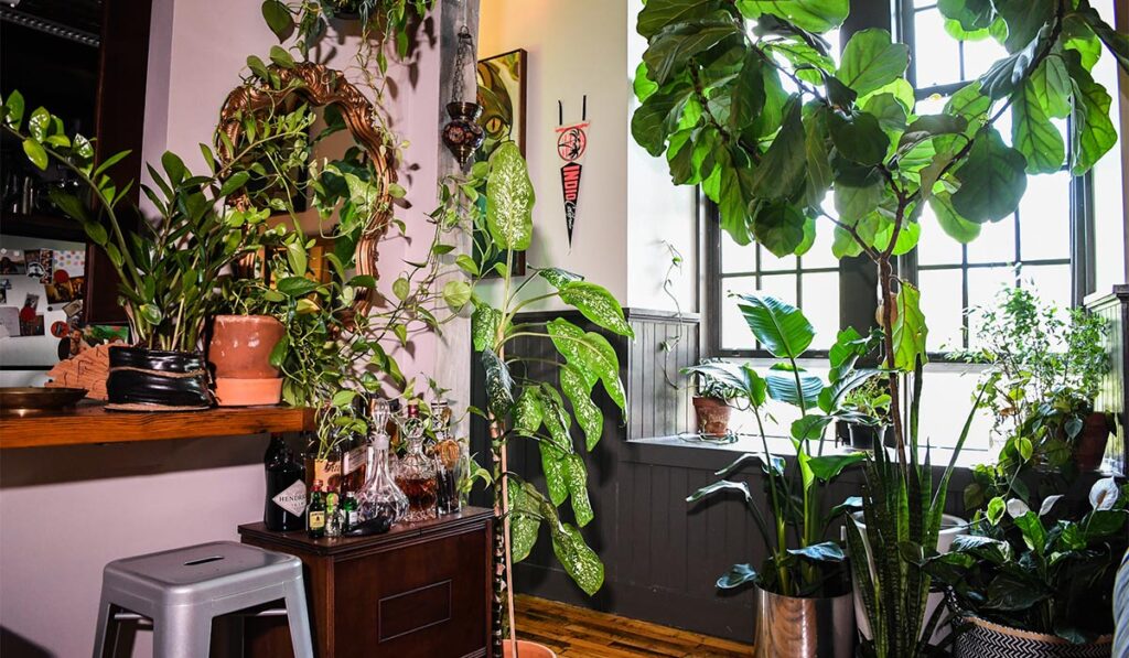 houseplant 