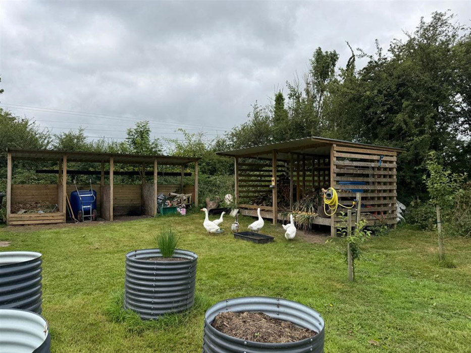 roscommon ducks