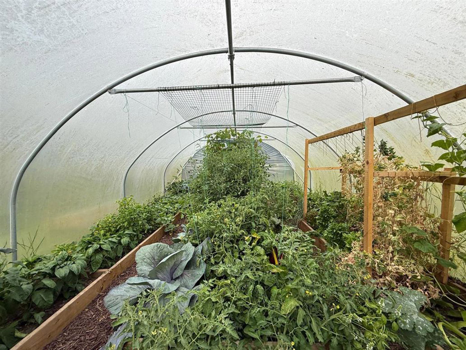 roscommon polytunnel